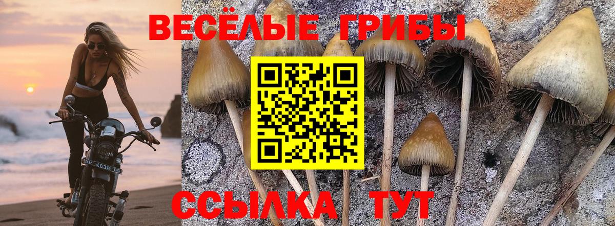Рязань  Псилоцибиновые грибы GOLDEN TEACHER  Вход с VPN  закладка  Псилоцибиновые грибы прущие грибы 